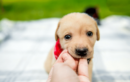 Dog Bites Case Lawyers in Ogden and West Jordan