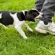 Salt Lake City dog bite lawyer
