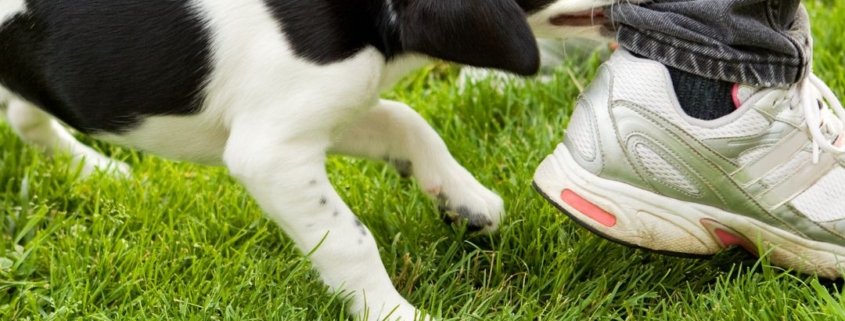 Salt Lake City dog bite lawyer