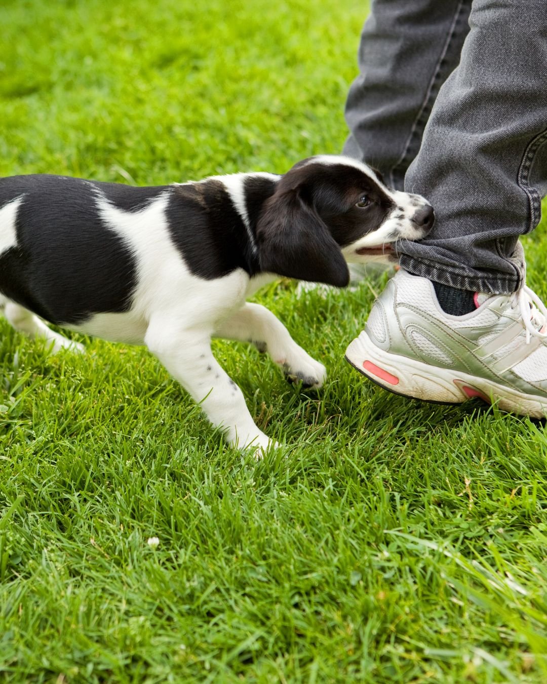 Salt Lake City dog bite lawyer