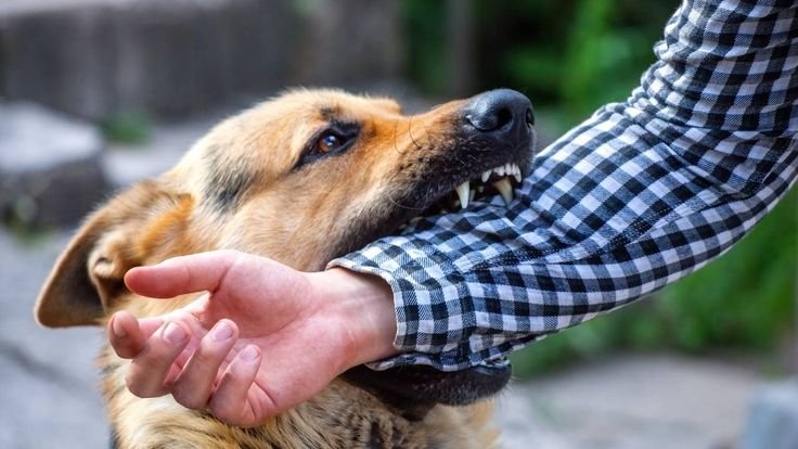 Salt lake city dog bite lawyer
